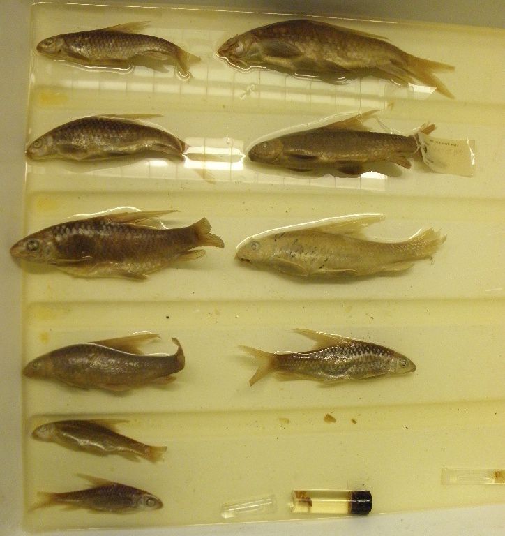 Varicorhinus ensifer Boulenger, 1910